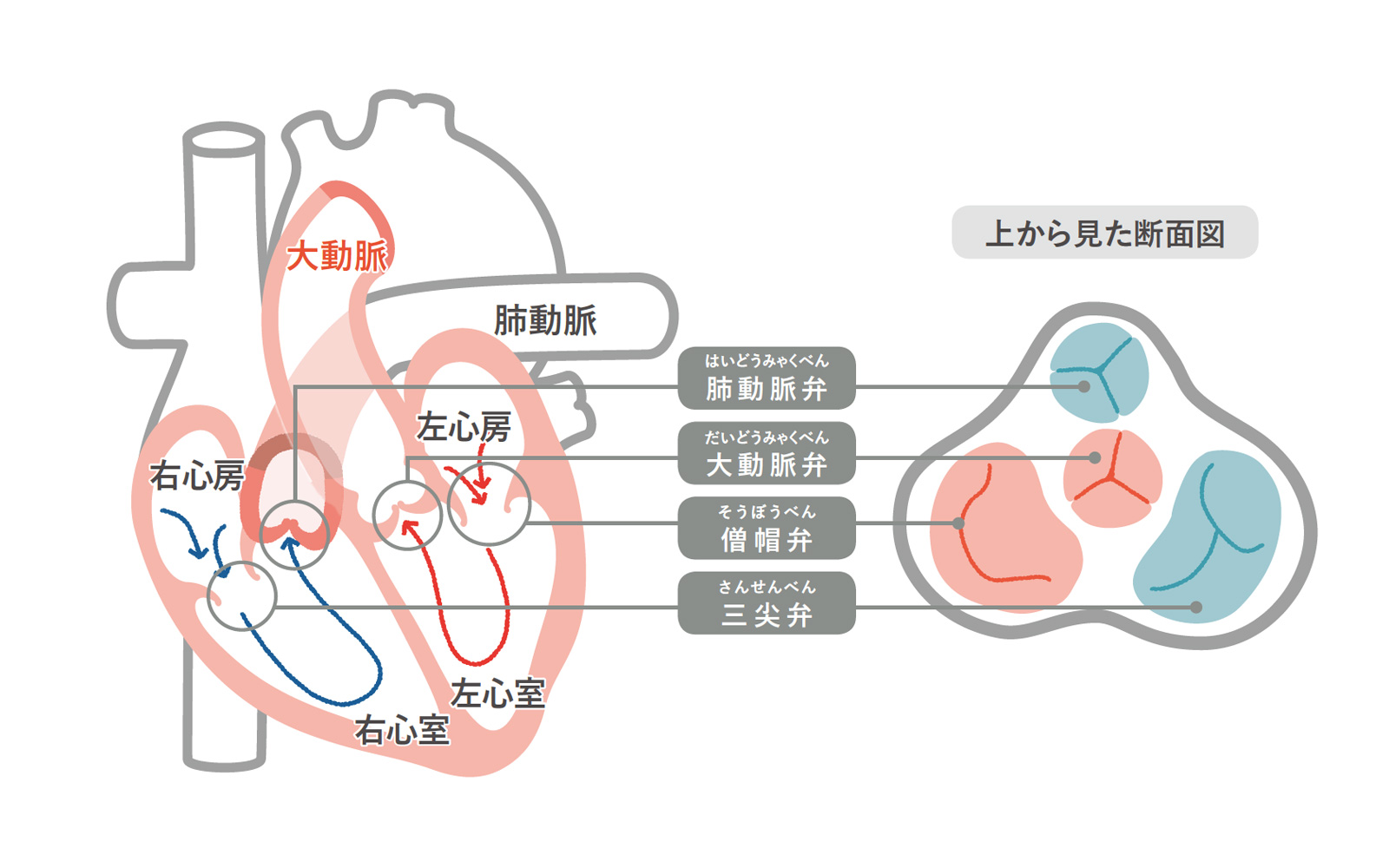 画像：心臓の弁の説明図